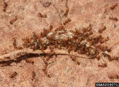 Southern Fire Ants Whitney Cranshaw, Colorado State University, Bugwood.org