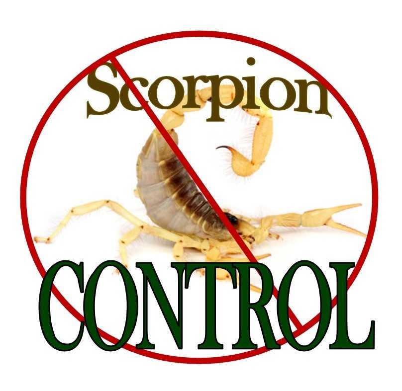 Scorpion Pest Control