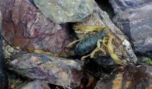 Desert Hairy Scorpion