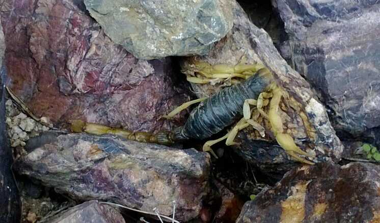 Desert Hairy Scorpion on rocks.
