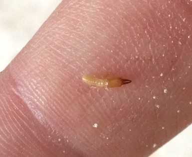 Termite control Phoenix