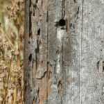 Drywood Termite Damage