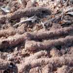 Landscape Termites in Arizona