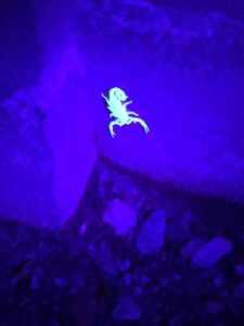 scorpion under black light