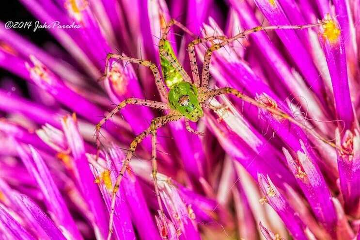 Green Lynx Spider by Jake Parades