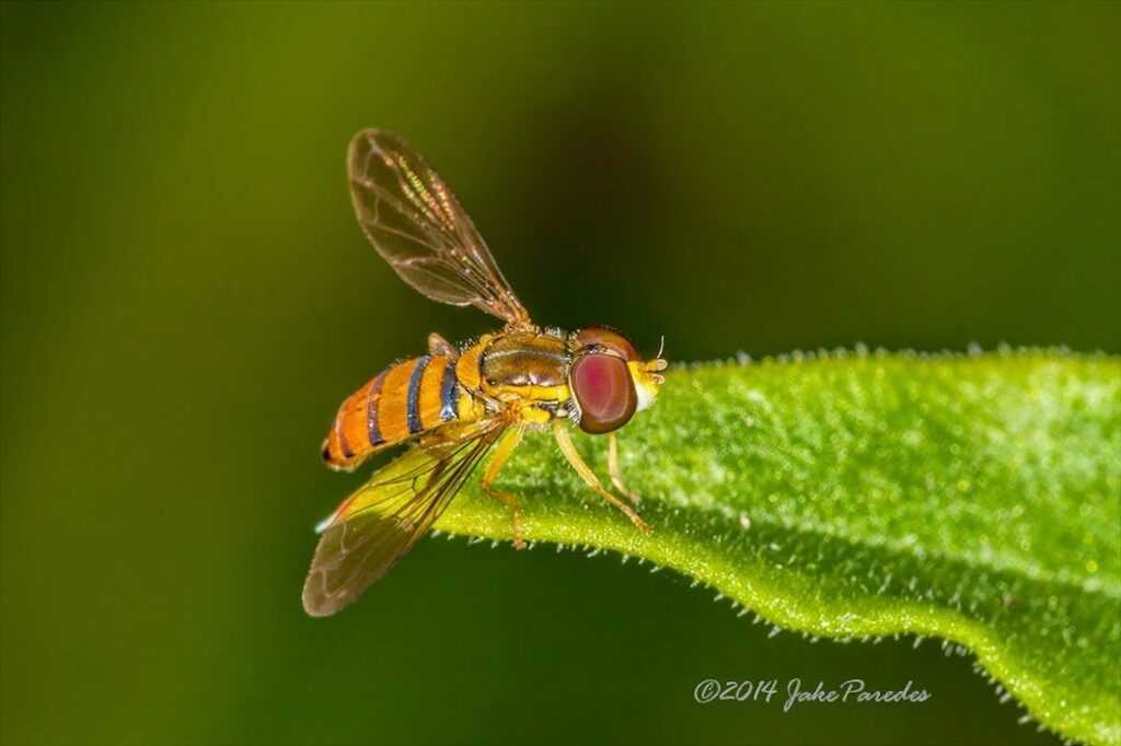 Hoverfly