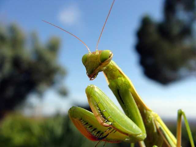 Praying Mantis