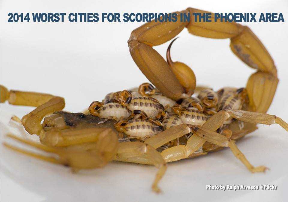 "2014 worst cities for scorpions in the Phoenix area."