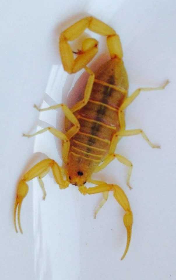 AZ Bark Scorpion