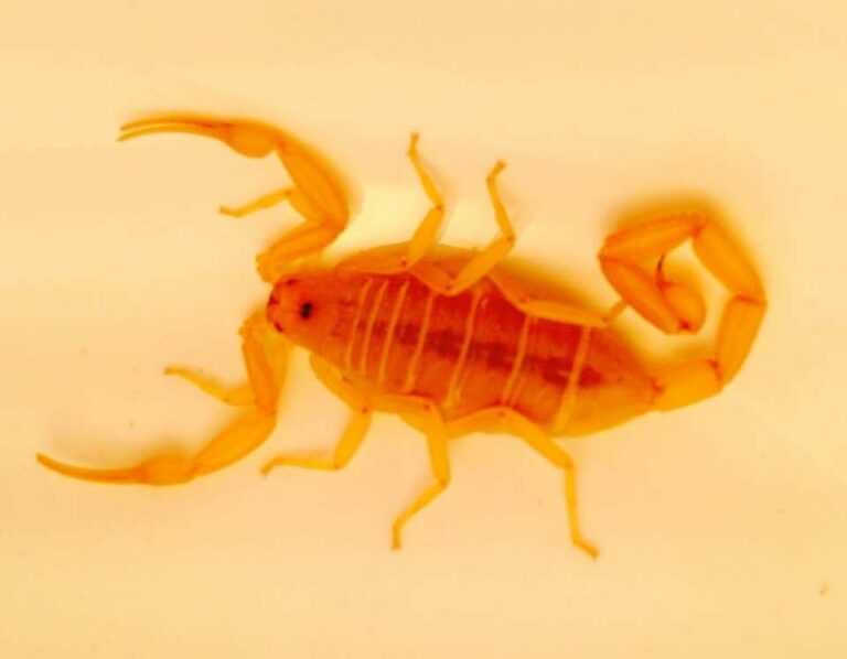 The Bark Scorpion will lay its tail down parallel to the surface it
