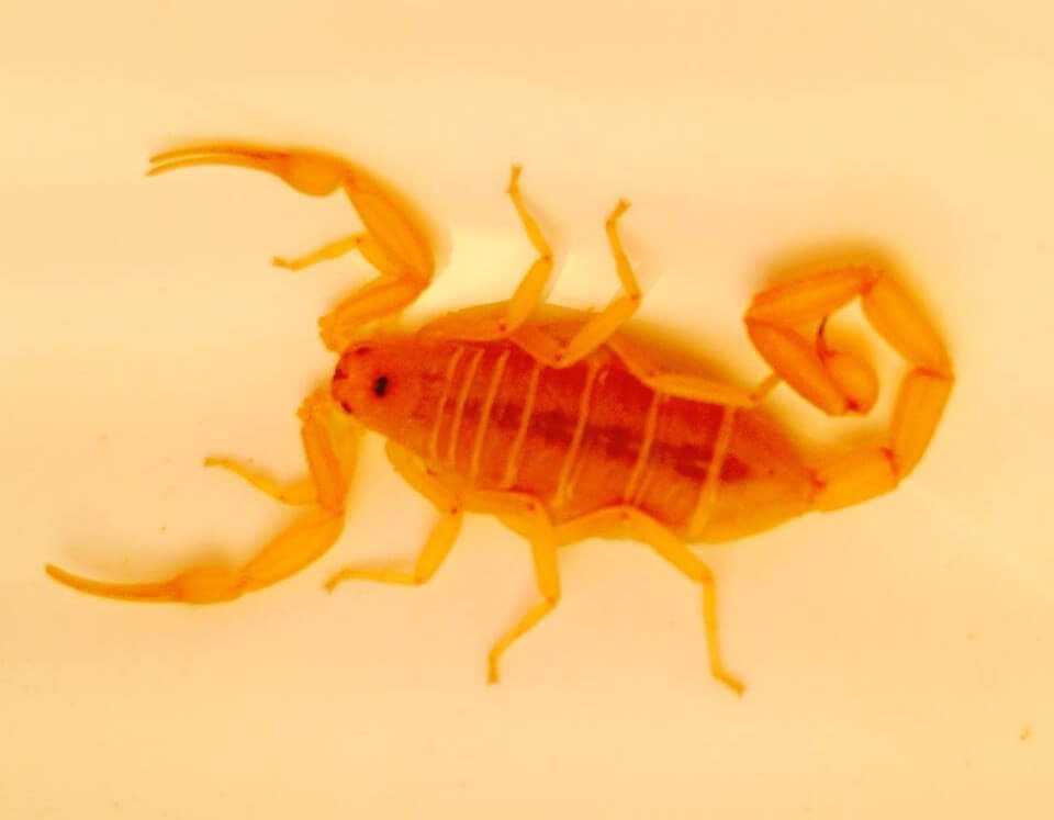 The Bark Scorpion will lay its tail down parallel to the surface it