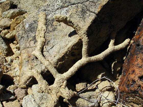 Landscape Termite Tubes Phoenix AZ