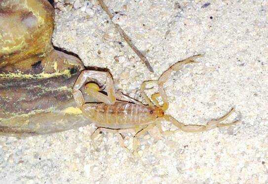 Bark Scorpion