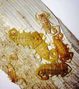 Bark Scorpions Nesting Together