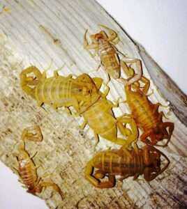 4 things Arizonans should know heading into scorpion season - AZ