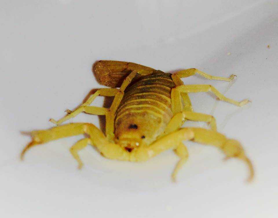 Bark scorpion
