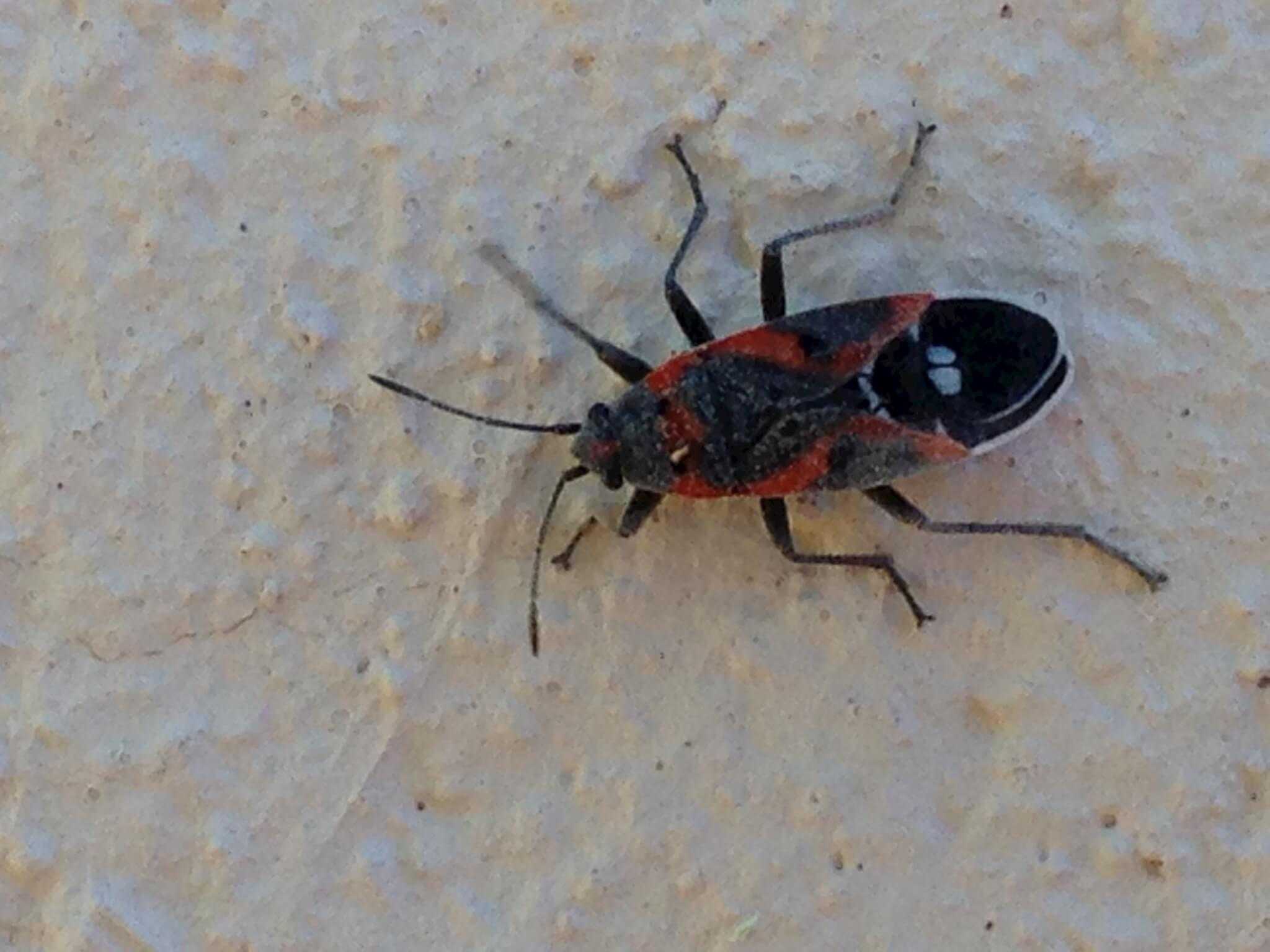 Boxelder Bug Phoenix AZ