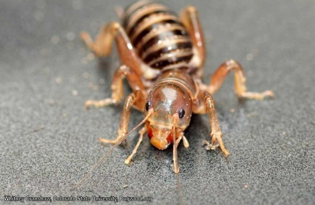 Jerusalem Cricket Bugwood