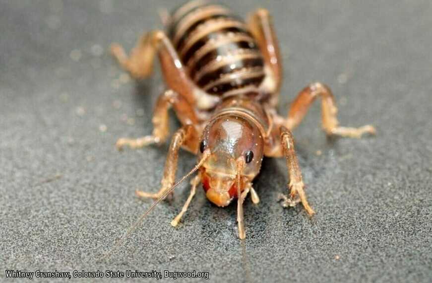 Close-up of a Jerusalem Cricket.