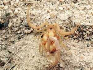 Bark Scorpion with Babies Phoenix AZ by Juliea Huffaker