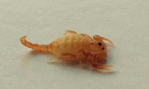 Baby Bark Scorpion Phoenix AZ