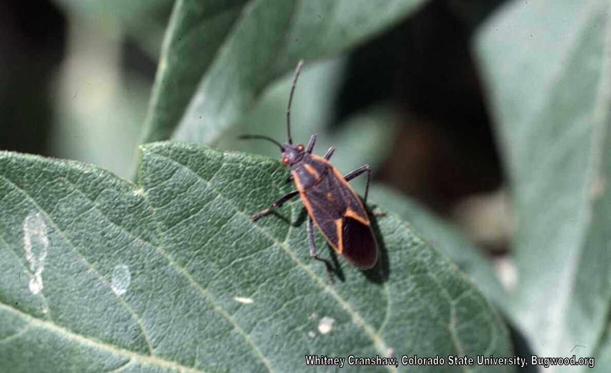 Close-up of a boxelder bug on a leaf.