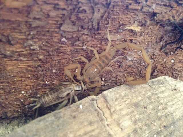 A scorpion eating a cricket.