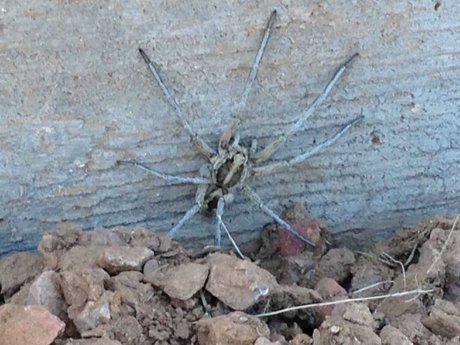 We have TONS of Wolf Spiders in the Phoenix & Tucson Valleys! Wolf