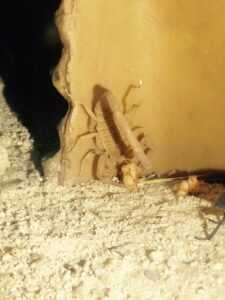 Bark Scorpion giving birth Phoenix AZ