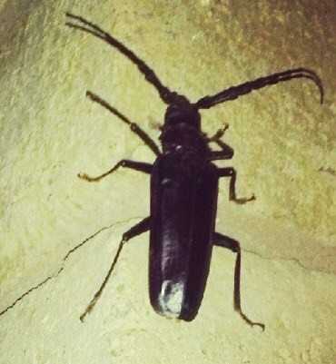 Looking For Palo Verde Beetle Pest Control Responsible Pest