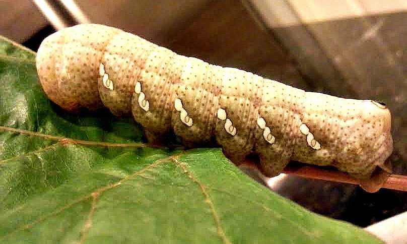 An Achemon Sphinx Moth caterpillar.