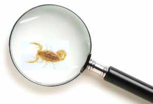 Scorpion under magnifying glass.