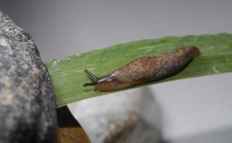 Pest Control for Slugs AZ