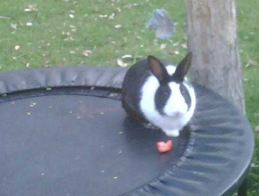 A black and white bunny on a trampoline.