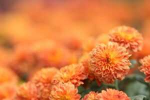 A field of orange chrysanthemums.