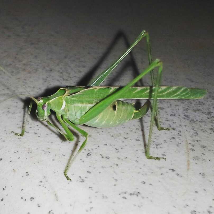 Close-up of a katydid.