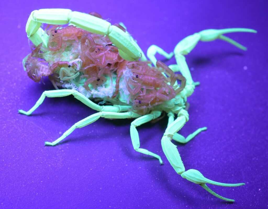 scorpion glow in blacklight