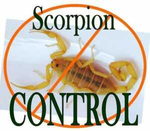 What are some types of organic scorpion control?