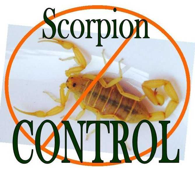 Are Bark Scorpions Deadly?  Responsible Pest & Scorpion Control