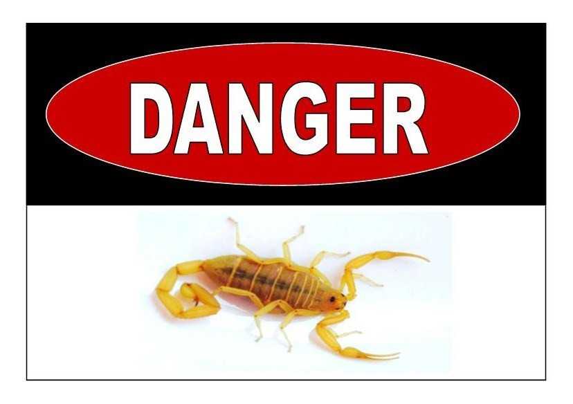 Are Scorpions In Chandler, AZ Dangerous?