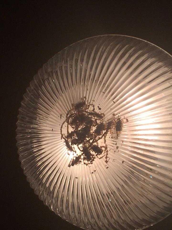 Dead scorpions in a light fixture.