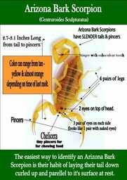 Scorpion Pest Control 