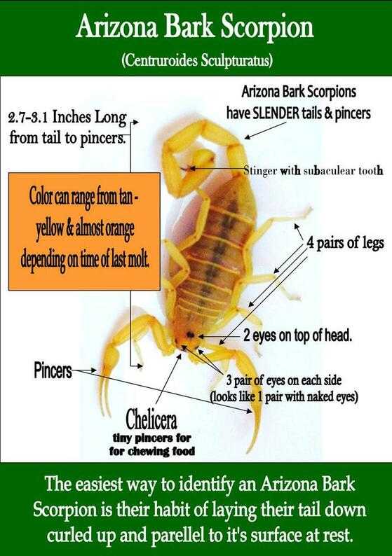 How To Identify Arizona Bark Scorpions Responsible Pest Control