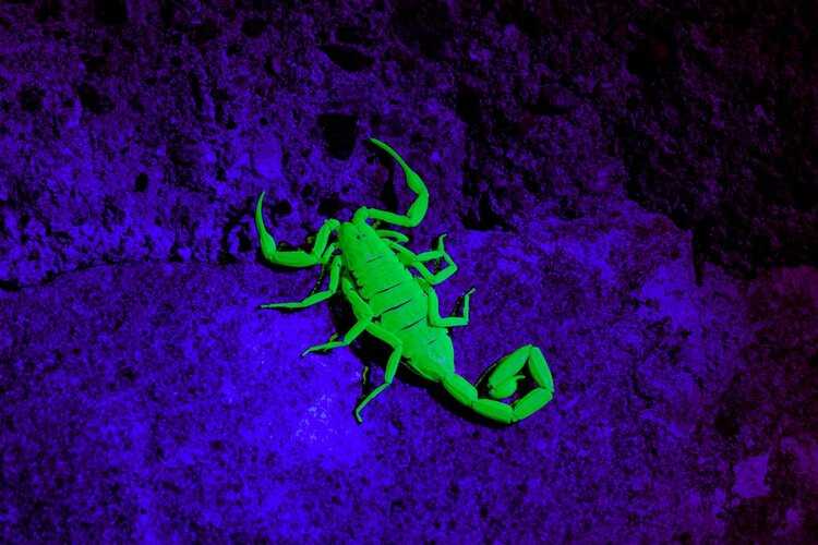 Scorpion glowing under blacklight.