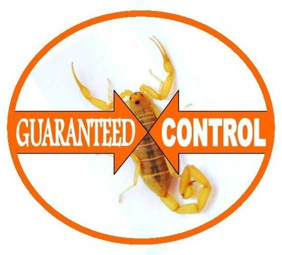 scorpion control