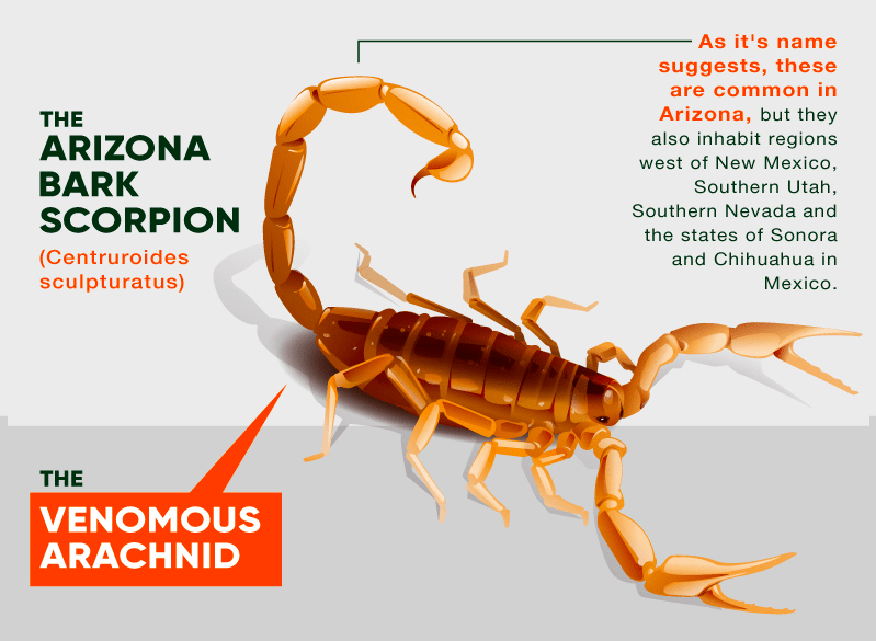 Scorpions Exterminator - How To Identify & Get Rid Of Scorpions