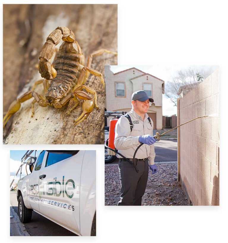 Prevent Scorpion Infestations