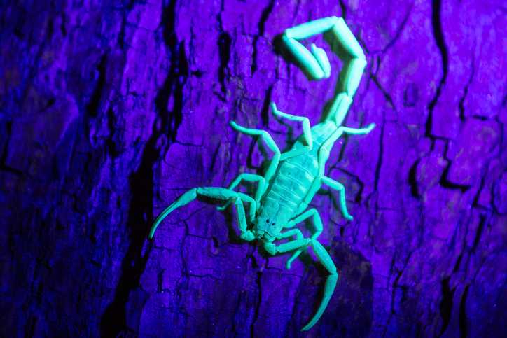 An adult bark scorpion glowing green under an ultraviolet light.
