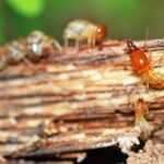 A close-up view of several termites on a decaying piece of wood highlights early warning signs of a termite infestation, with one termite in sharp focus showing its reddish-brown head and body while others blur in the background.
