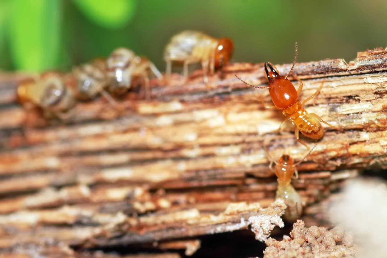 Termites crawling on wood.